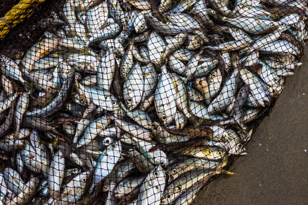 Genjot Ekspor Perikanan, Menteri Sakti Wahyu Trenggono Bidik Pasar Rusia